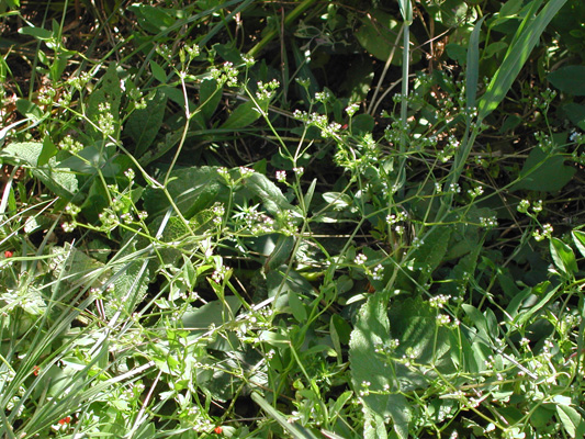 Valerianella rimosa (Gefurchter Ackersalat)