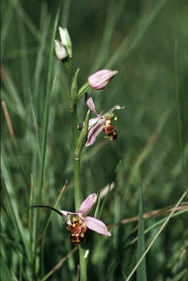 Ophrys apifera (Bienenragwurz), RL