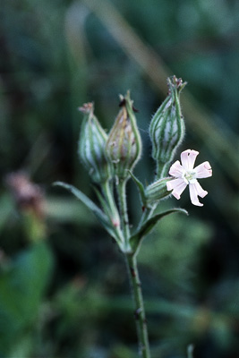Silene noctiflora (Acker-Lichtnelke)